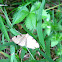 Three-spotted Fillip