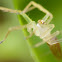 Jumping Spider