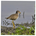 Grey-headed Lapwing