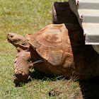 Desert Tortoise