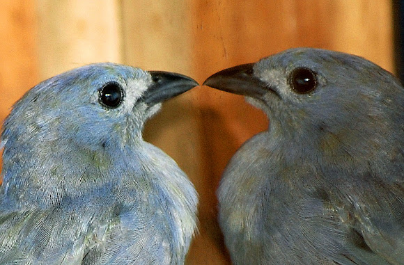 Spotting Image 1