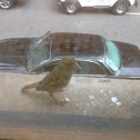 House Sparrow (female)