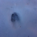Deer track