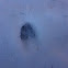 Deer track