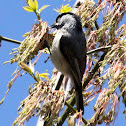 Carolina chickadee