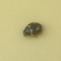 Tiny beetle