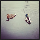 Mallard