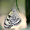 Paper Kite Butterfly / Rice Paper / Large Tree Nymph