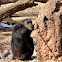 Chimpanzee