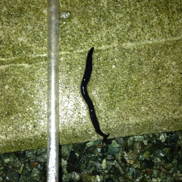 Shovelheaded Garden Worm Project Noah