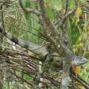 Green Iguana