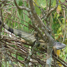 Green Iguana