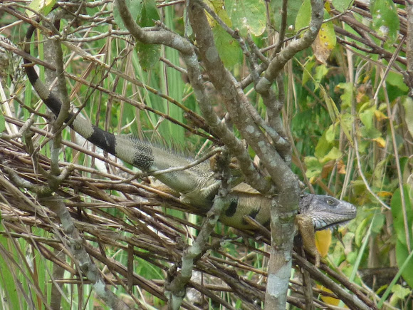 Spotting Image 1