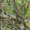 Green Iguana