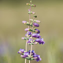 Large Beardtongue