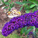 Painted Lady