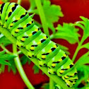 Black Swallowtail Caterpiller