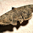 Velvetbean Caterpillar Moth.