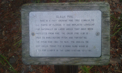 Slash Pine Edu Marker