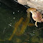 rat snake