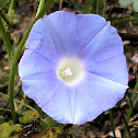 Morning Glory