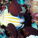 Ornate butterflyfish