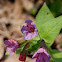 Lungwort