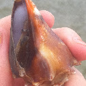 Florida Fighting Conch