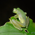 Ghost Glass frog