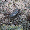 Chiton