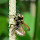 Pollinating Insects of the World
