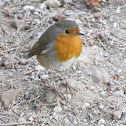 Robin (Pisco-de-peito-ruivo)