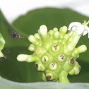 Stingless bee, meliponini