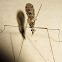 Mosquito?