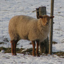 Sheep