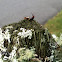 Common earwig
