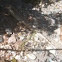 Desert Lizard (unknown)