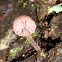 Mycena meliigena