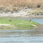 Egyptian Goose