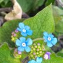 Forget Me Not