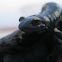 Fire Salamander