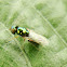 Soldier Fly