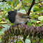 Dark-eyed Junco