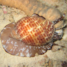 Snail attacking Sea Cucumber