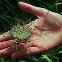 Wild Carrot