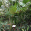 Barbados Fan Palm