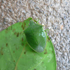 Stink bug