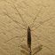 Mating Craneflies