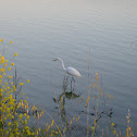 Great Egret