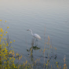 Great Egret
